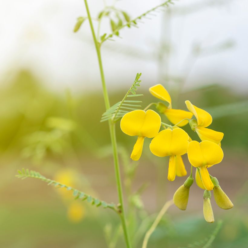 Sesbania javanica  (Floración)