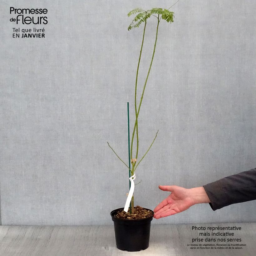 Sesbania punicea - Sesbania Maceta 2L/3L Ejemplar entregado en invierno