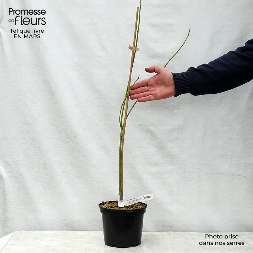 Sesbania punicea - Sesbania Maceta 2L/3L Ejemplar entregado en la primavera