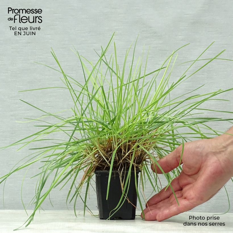 Ejemplar de Sesleria caerulea Maceta de 8/9 cm entregado en verano