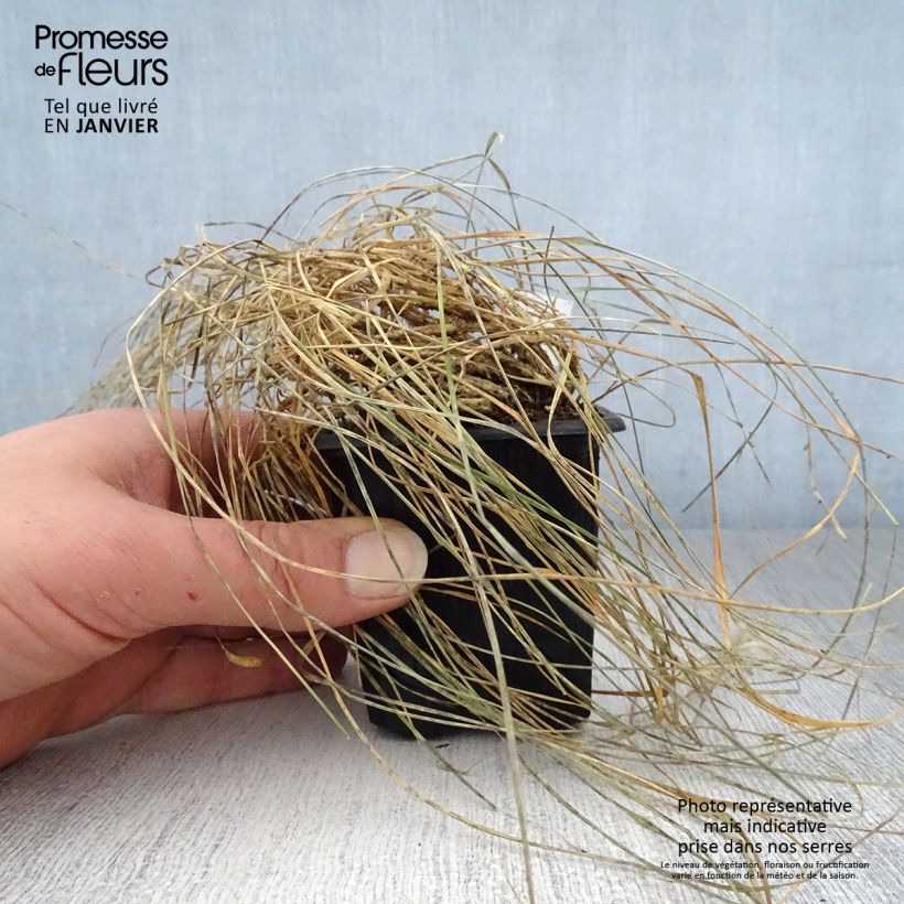 Sesleria caerulea Maceta de 8/9 cm Ejemplar entregado en invierno