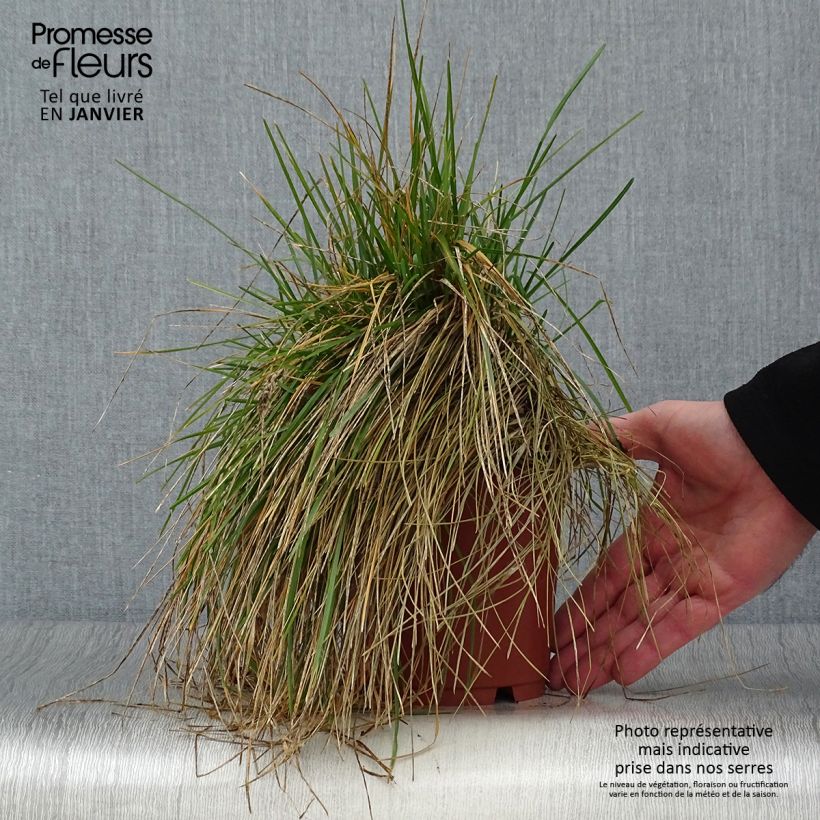 Sesleria caerulea Maceta 1L/1,5L Ejemplar entregado en invierno