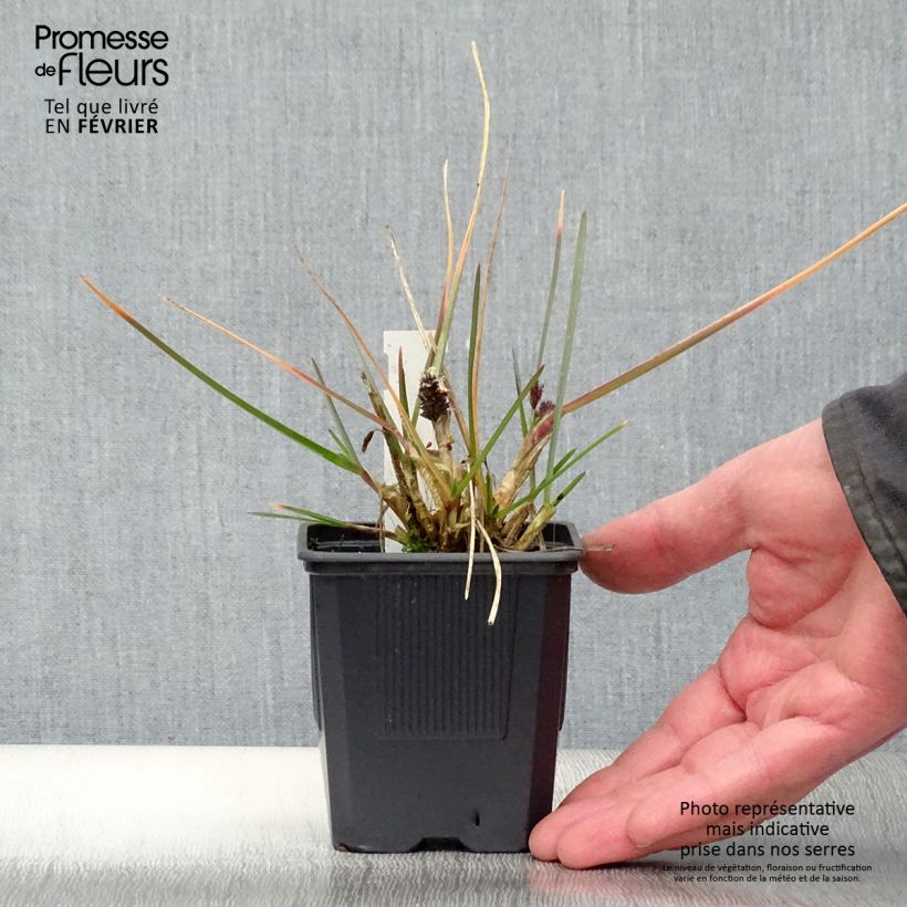 Sesleria heufleriana Maceta de 8/9 cm Ejemplar entregado en invierno