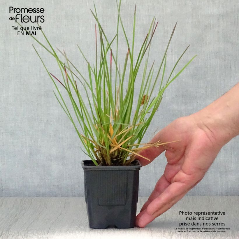 Sesleria heufleriana Maceta de 8/9 cm Ejemplar entregado en la primavera