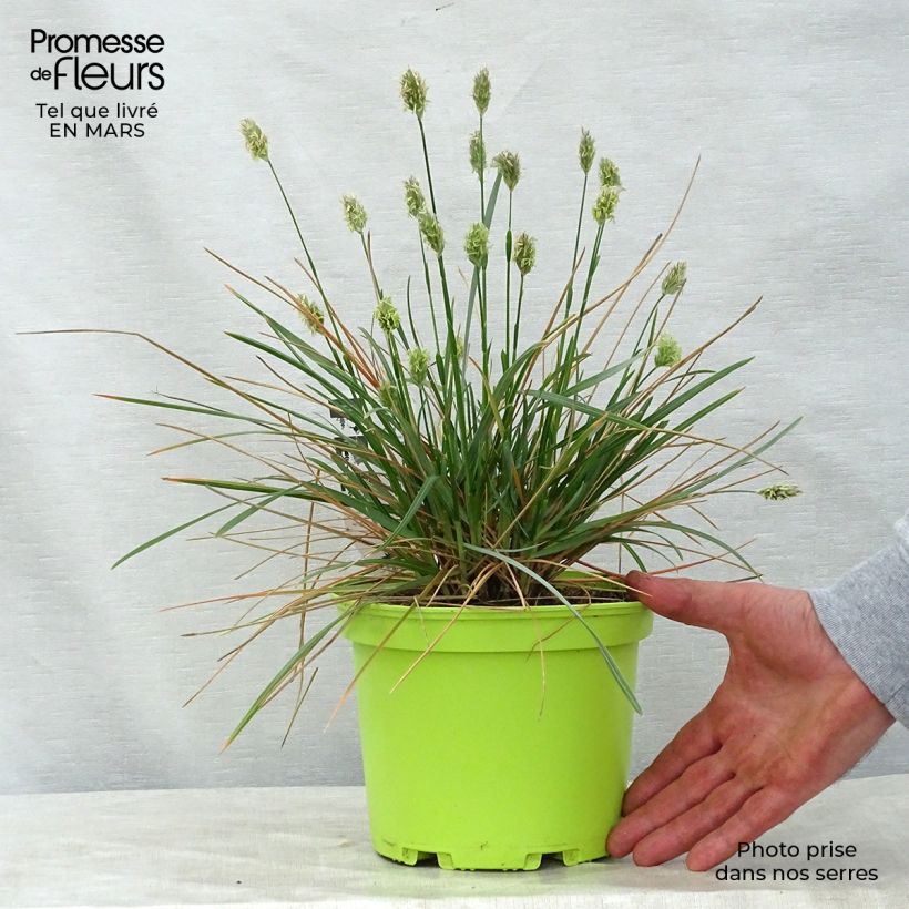 Sesleria heufleriana Maceta 2L/3L Ejemplar entregado en la primavera