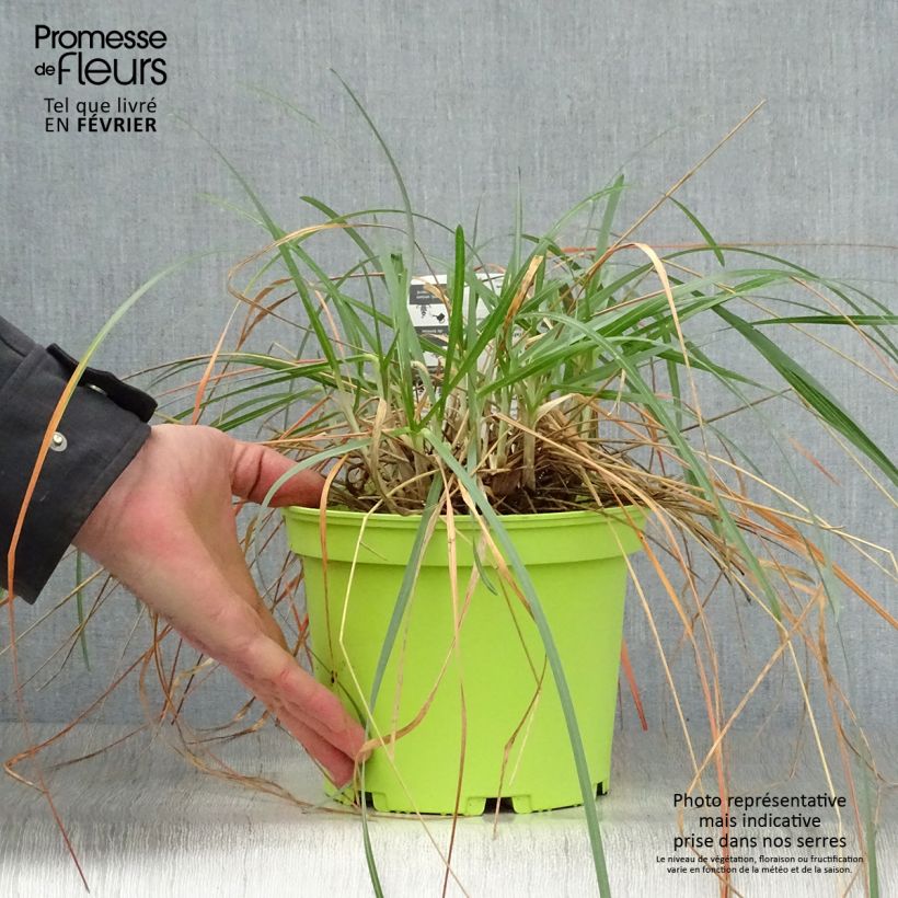 Sesleria heufleriana Maceta 2L/3L Ejemplar entregado en invierno