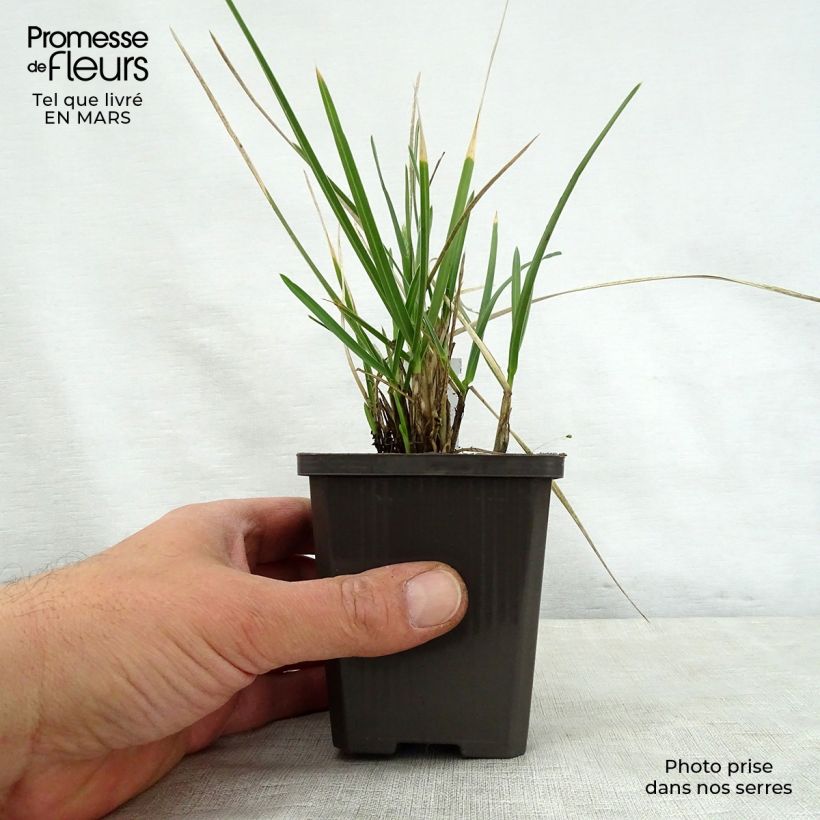 Sesleria nitida Maceta de 8/9 cm Ejemplar entregado en la primavera