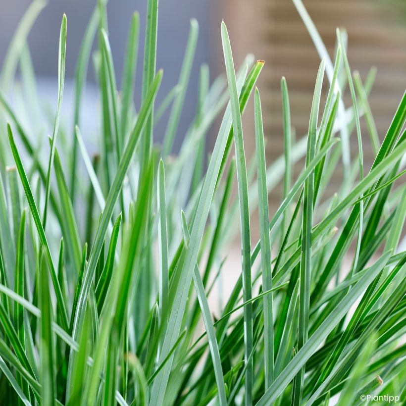Sesleria heufleriana Blue Porcupine (Follaje)