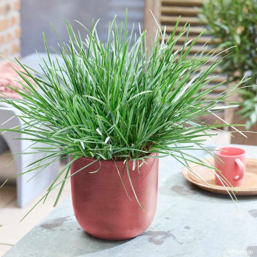 Sesleria heufleriana Blue Porcupine (Porte)