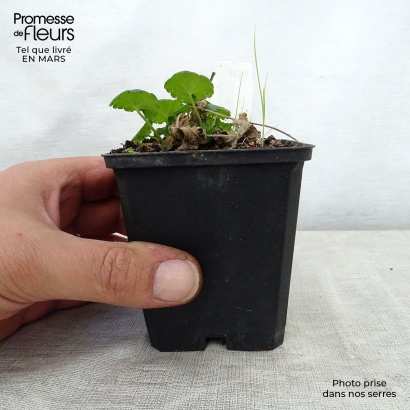 Sidalcea Little Princess Maceta de 8/9 cm Ejemplar entregado en la primavera