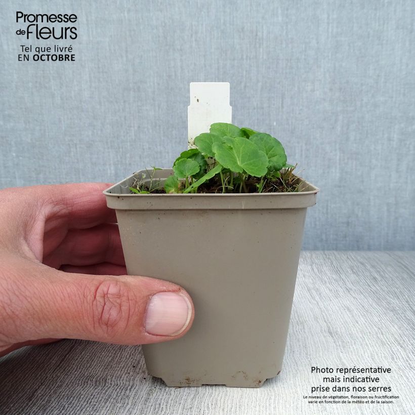 Ejemplar de Sidalcea Little Princess Maceta de 8/9 cm entregado en otoño
