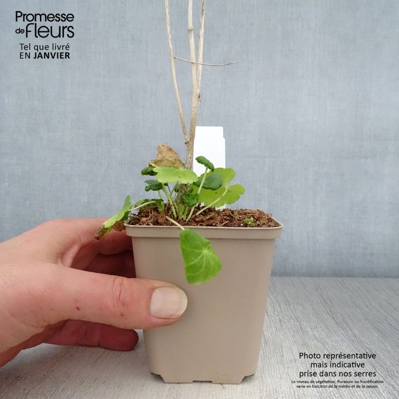 Sidalcea Little Princess Maceta de 8/9 cm Ejemplar entregado en invierno