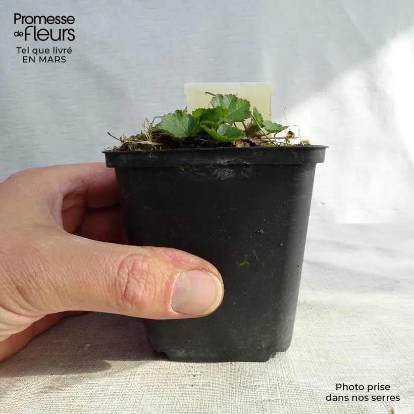 Sidalcea Oberon Maceta de 8/9 cm Ejemplar entregado en la primavera