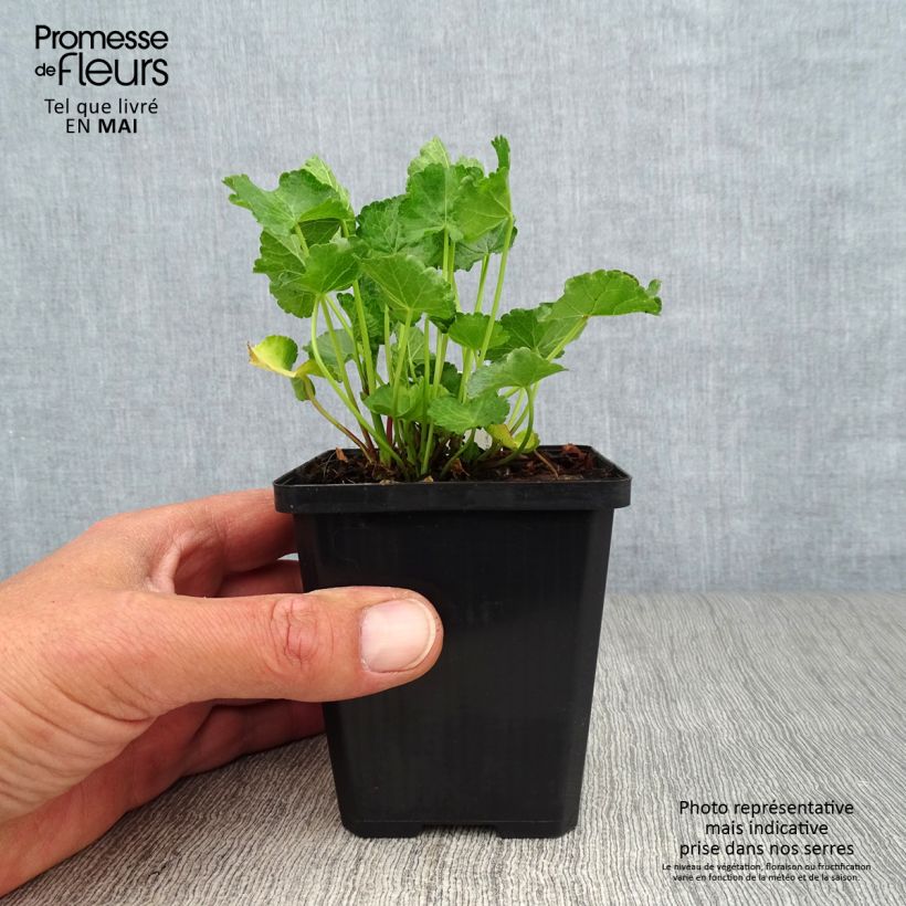 Sidalcea Party Girl Maceta de 8/9 cm Ejemplar entregado en la primavera