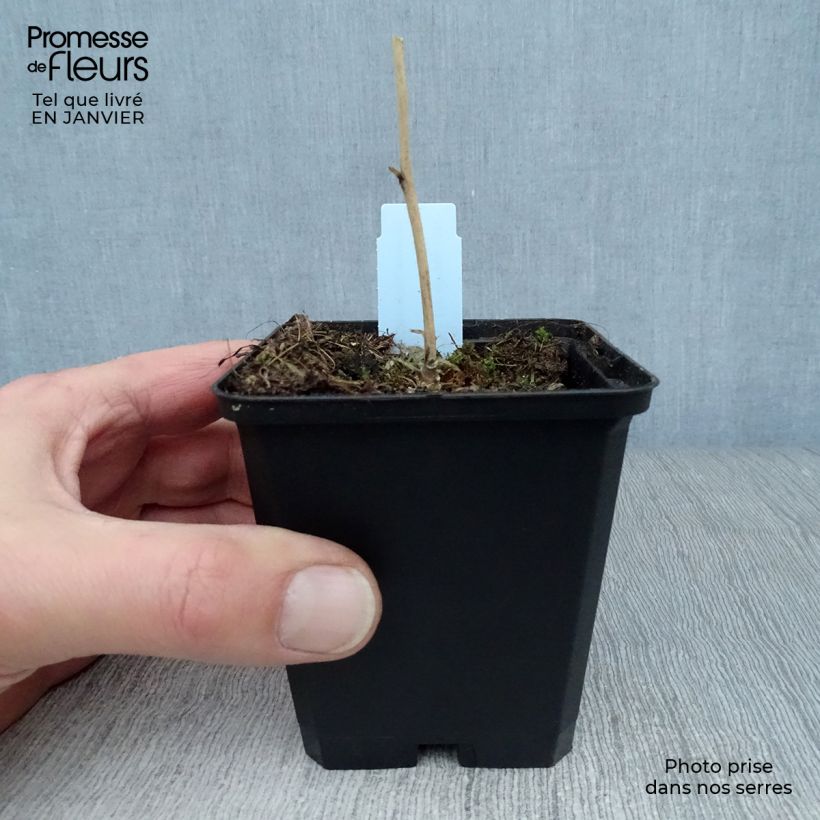 Sidalcea malviflora Elsie Heugh Maceta de 8/9 cm Ejemplar entregado en invierno