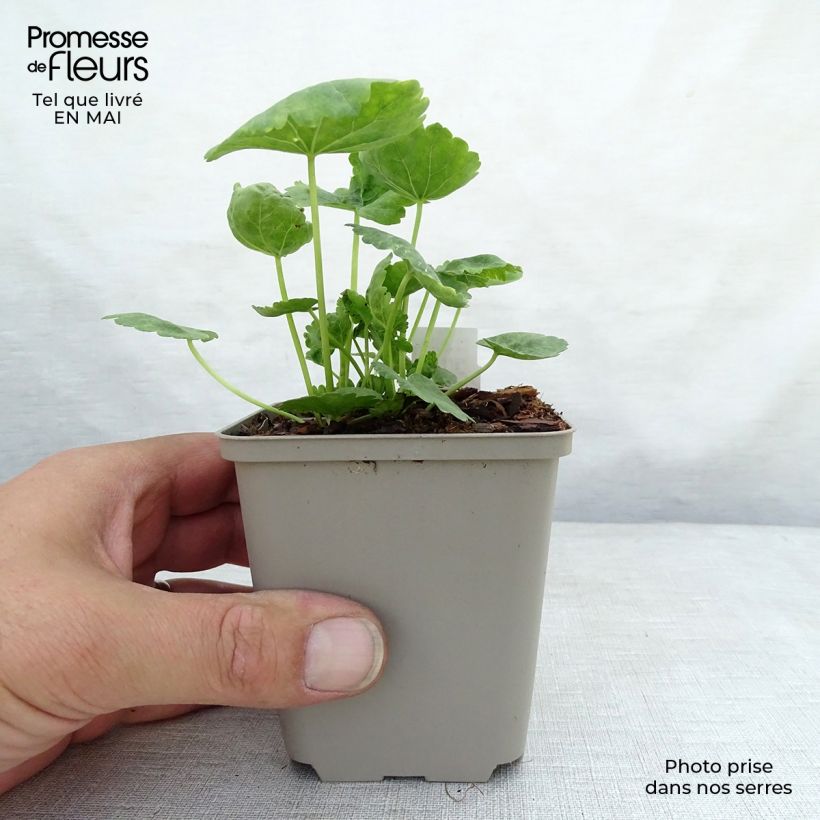 Sidalcea oregana Brilliant Maceta de 8/9 cm Ejemplar entregado en la primavera