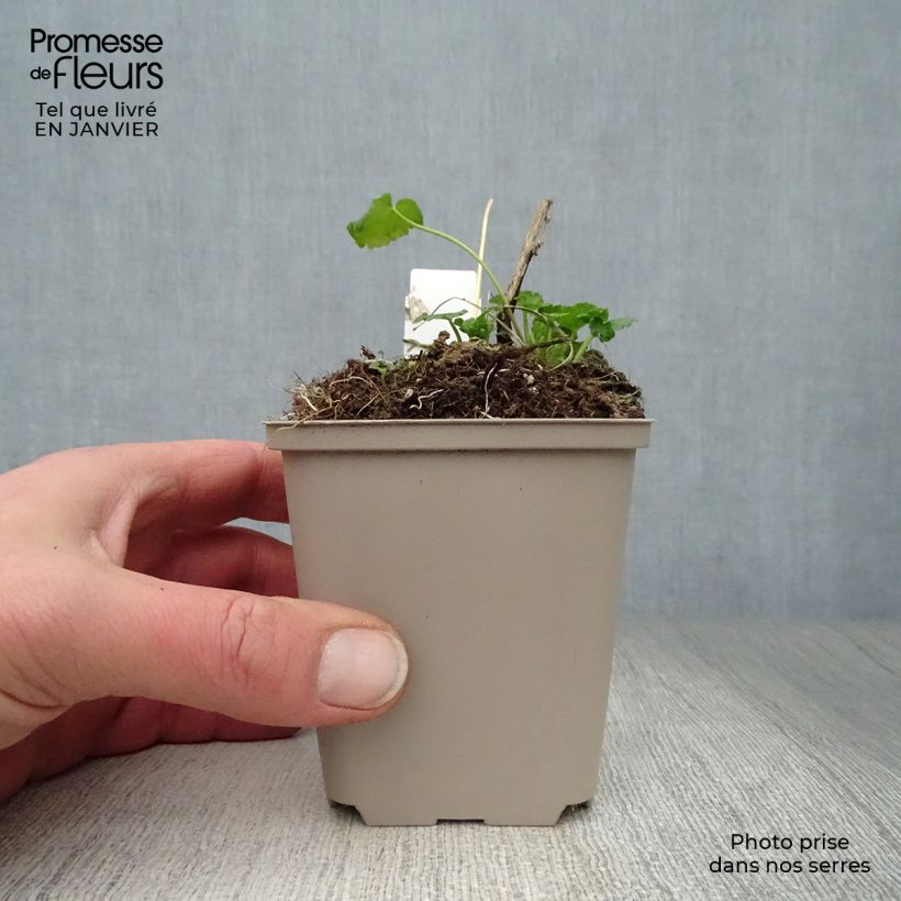 Sidalcea oregana Brilliant Maceta de 8/9 cm Ejemplar entregado en invierno