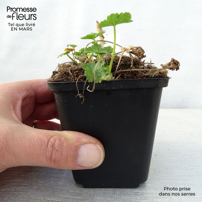 Sidalcea candida Maceta de 8/9 cm Ejemplar entregado en la primavera