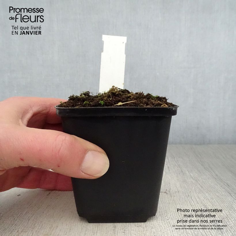 Sidalcea candida Maceta de 8/9 cm Ejemplar entregado en invierno