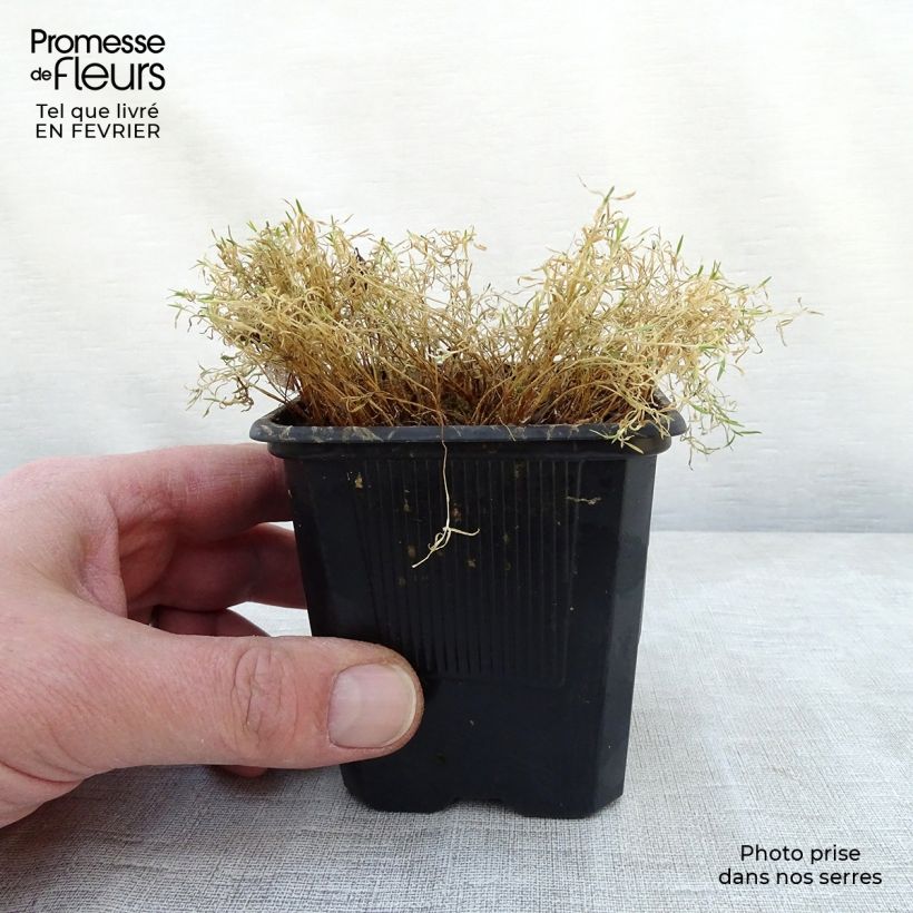 Silene acaulis Maceta de 7/8 cm Ejemplar entregado en invierno