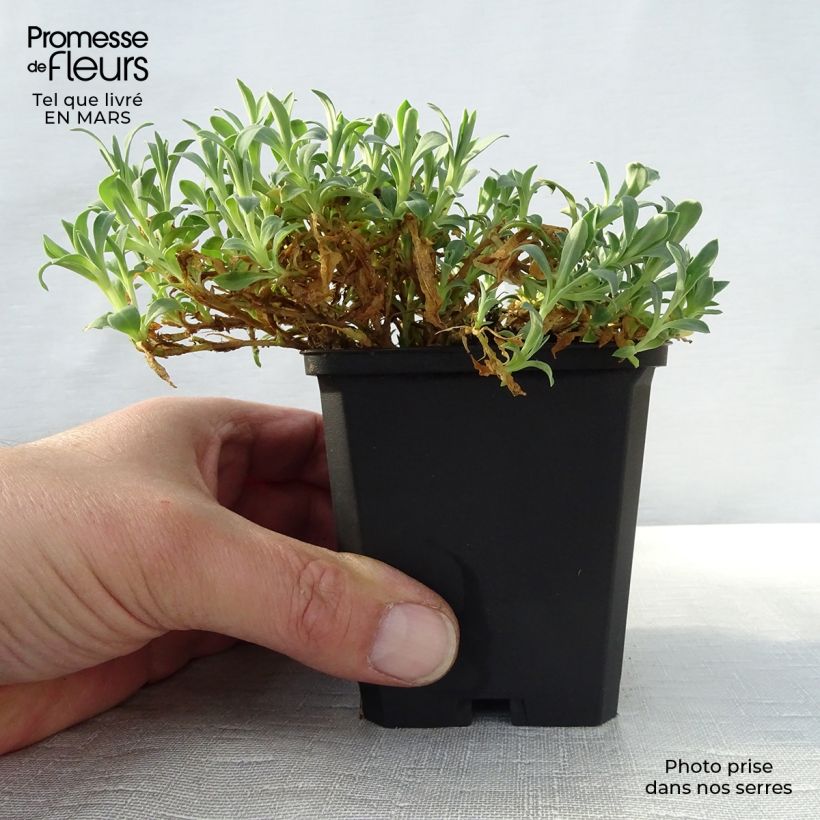 Silene uniflora Weisskehlchen Maceta de 8/9 cm Ejemplar entregado en la primavera