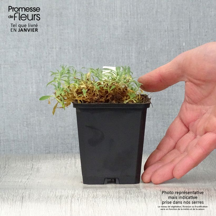 Silene uniflora Weisskehlchen Maceta de 8/9 cm Ejemplar entregado en invierno