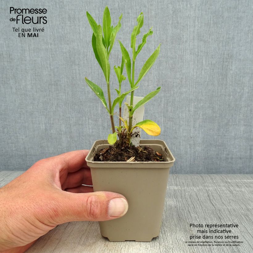 Silene regia Maceta de 8/9 cm Ejemplar entregado en la primavera