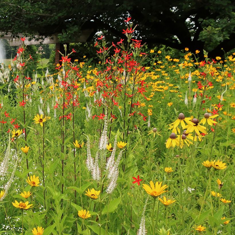 Silene regia (Porte)