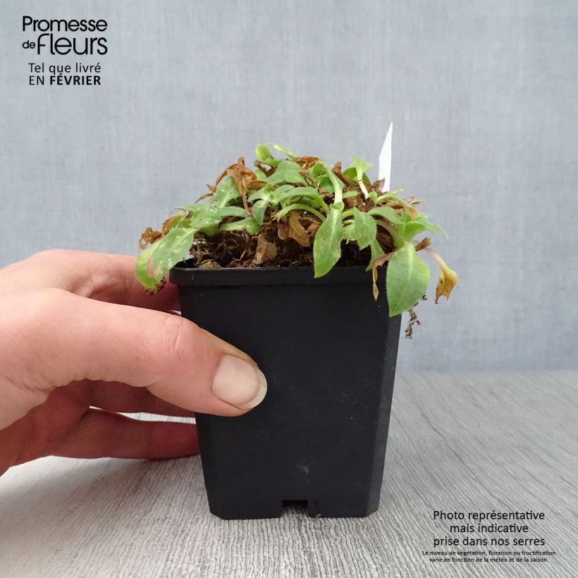 Silene robotii Rollies Favorite Maceta de 7/8 cm Ejemplar entregado en invierno