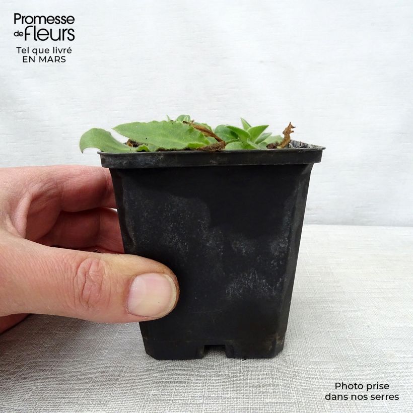 Silene robotii Rollies Favorite Maceta de 7/8 cm Ejemplar entregado en la primavera