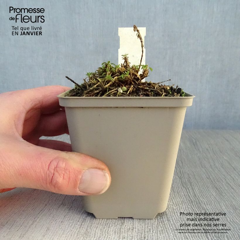 Silene schafta Maceta de 8/9 cm Ejemplar entregado en invierno