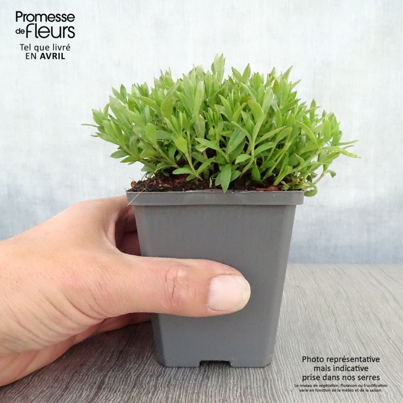 Silene schafta Maceta de 8/9 cm Ejemplar entregado en la primavera