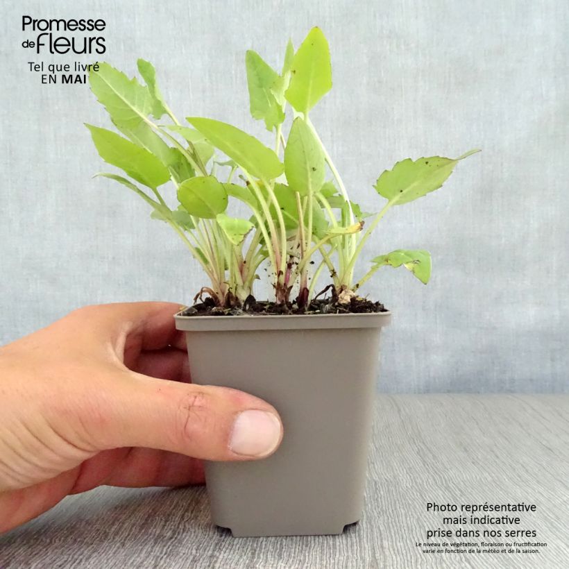 Silphium perfoliatum Maceta de 8/9 cm Ejemplar entregado en la primavera