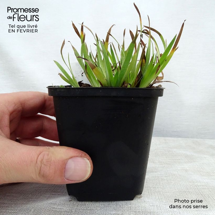 Sisyrinchium angustifolium Devon Skies Maceta de 8/9 cm Ejemplar entregado en invierno