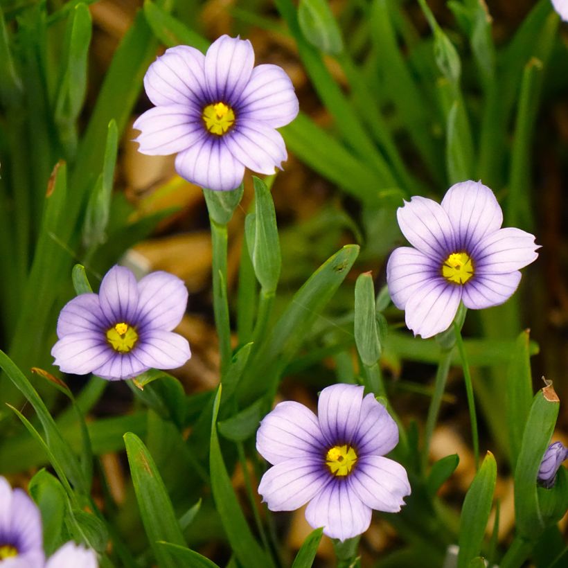 Sisyrinchium angustifolium Devon Skies (Floración)