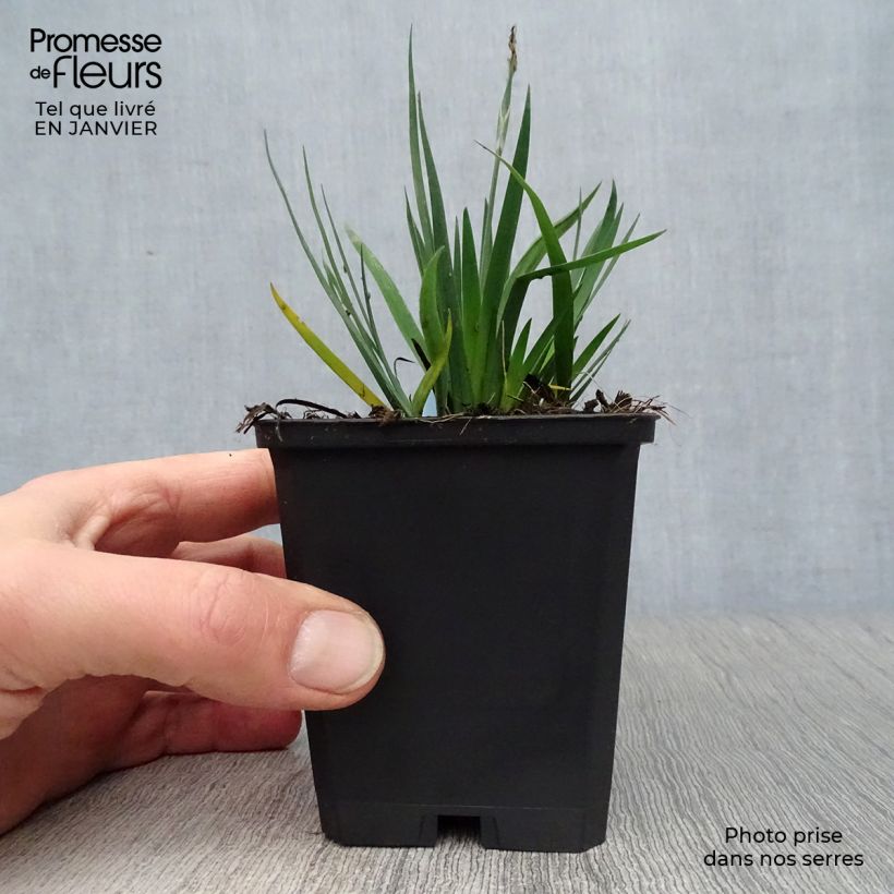 Sisyrinchium bellum - Ojo azul Maceta de 8/9 cm Ejemplar entregado en invierno