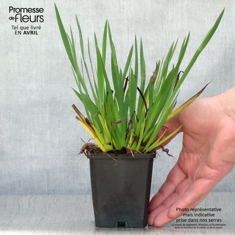 Sisyrinchium bellum - Ojo azul Maceta de 8/9 cm Ejemplar entregado en la primavera