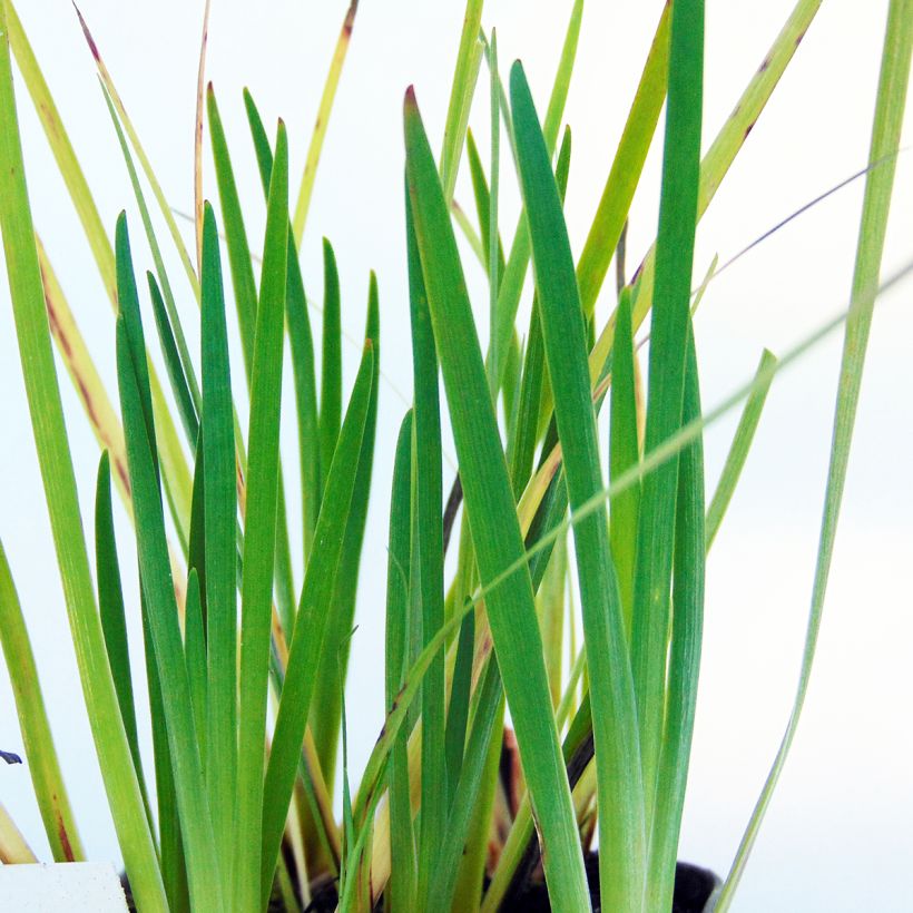 Sisyrinchium californicus (Follaje)