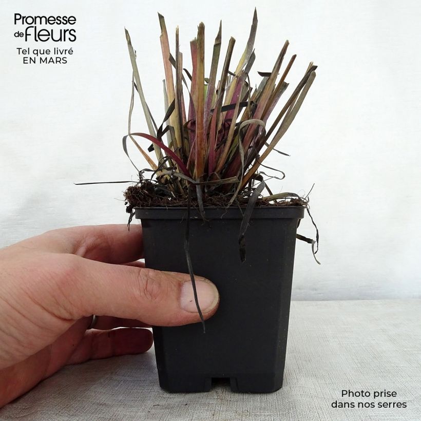 Sisyrinchium californicus Maceta de 8/9 cm Ejemplar entregado en la primavera