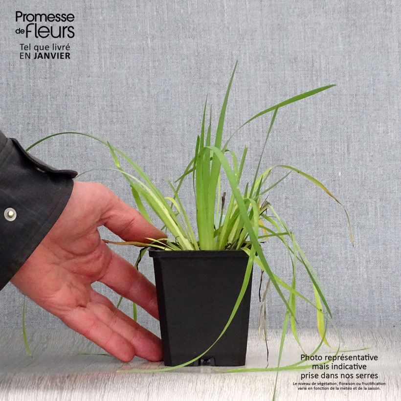 Sisyrinchium californicus Maceta de 8/9 cm Ejemplar entregado en invierno