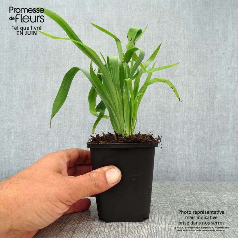 Ejemplar de Sisyrinchium striatum - Lirio Chileno Huilmo Maceta de 8/9 cm entregado en verano