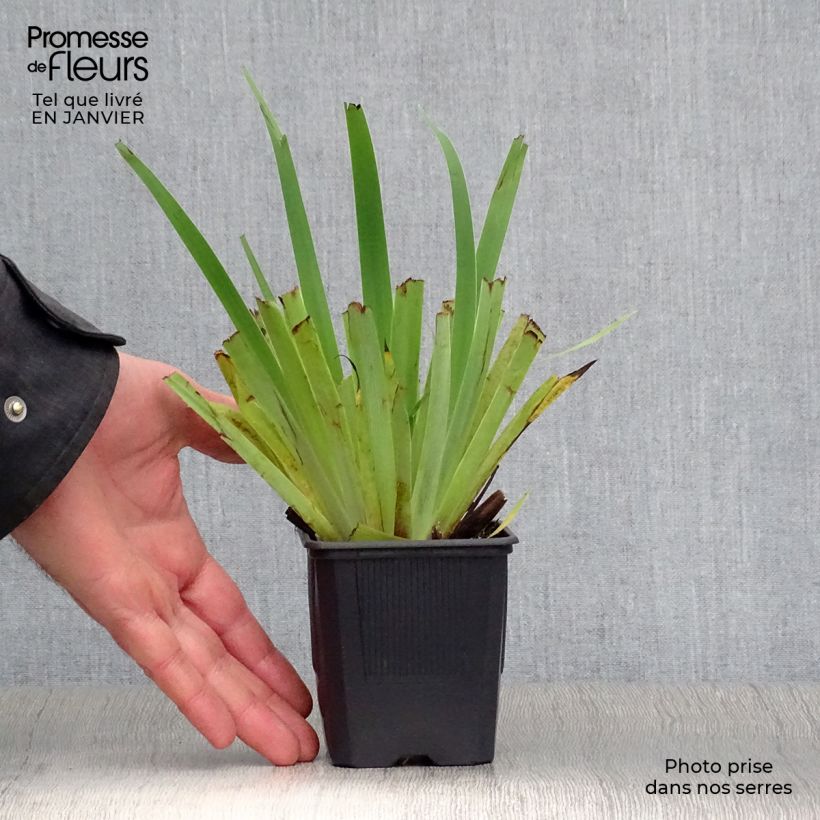 Sisyrinchium striatum - Lirio Chileno Huilmo Maceta de 8/9 cm Ejemplar entregado en invierno