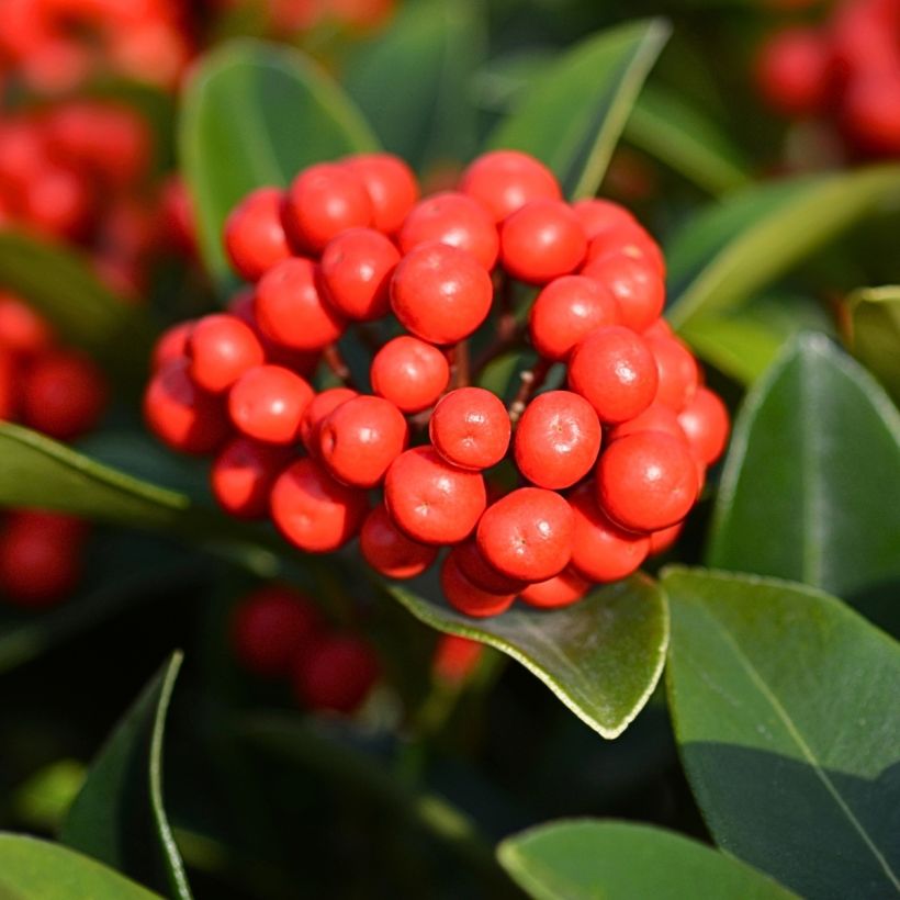 Skimmia japonica Temptation - Esquimia (Cosecha)