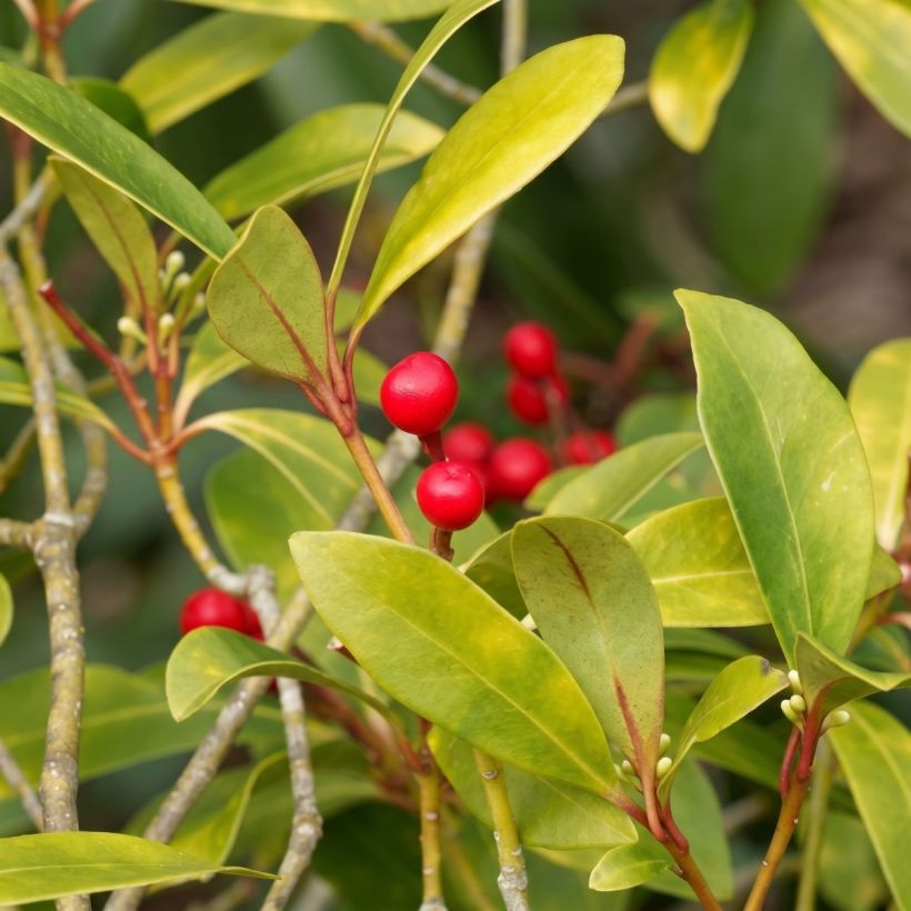 Skimmia japonica Temptation - Esquimia (Follaje)