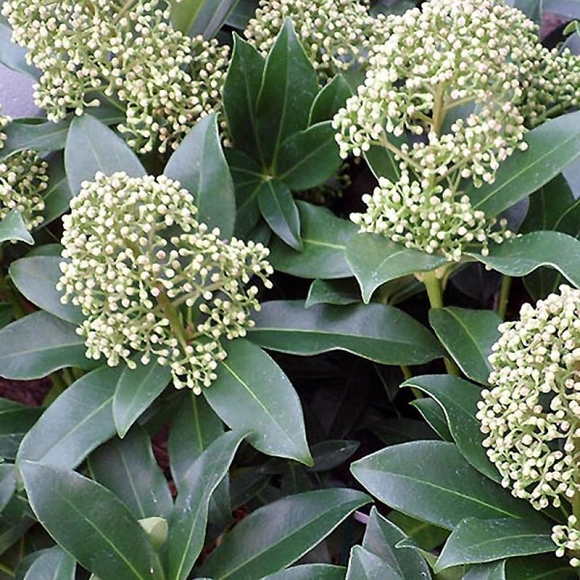 Skimmia japonica Fragrant Cloud - Esquimia (Floración)