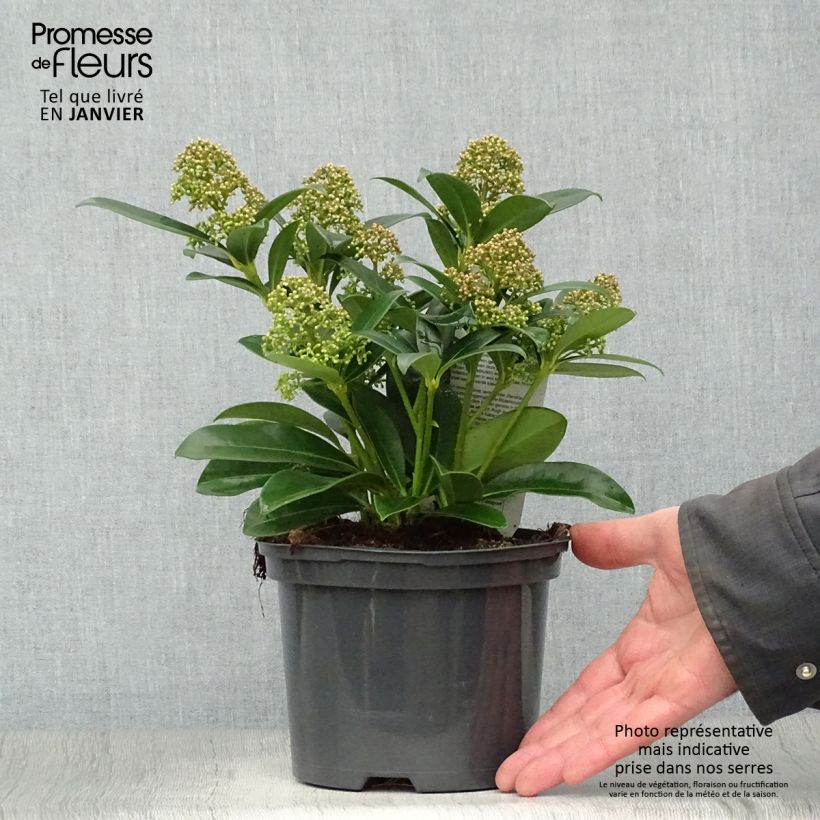 Skimmia japonica Fragrant Cloud - Esquimia Maceta 2L/3L Ejemplar entregado en invierno