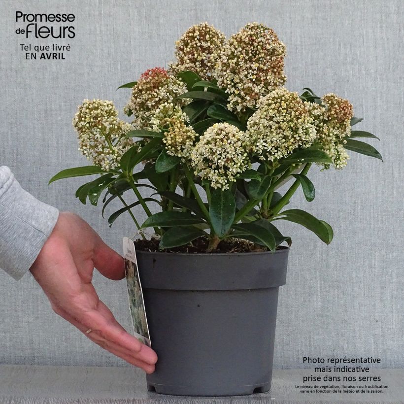 Skimmia japonica Fragrant Cloud - Esquimia Maceta 2L/3L Ejemplar entregado en la primavera
