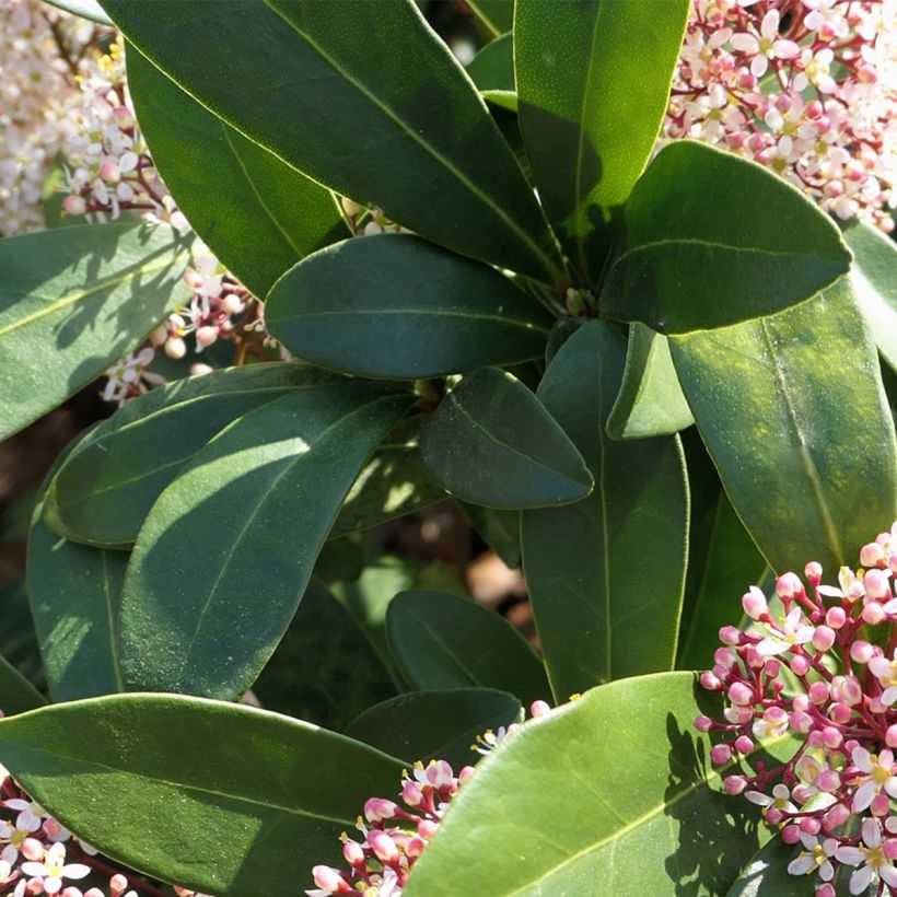 Skimmia japonica Godrie's Dwarf - Esquimia (Follaje)