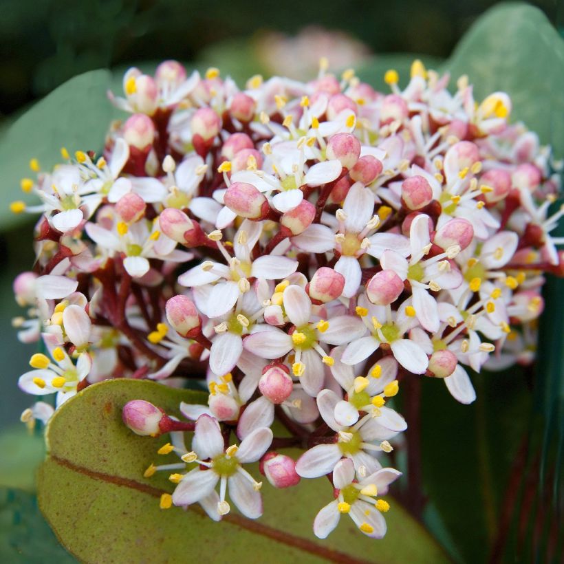 Skimmia japonica Godrie's Dwarf - Esquimia (Floración)
