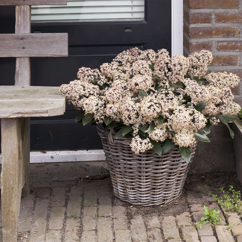 Skimmia japonica Godrie's Dwarf - Esquimia (Porte)